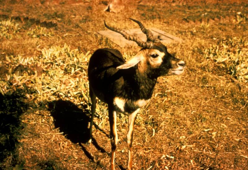 Blackbuck Antelope.jpg