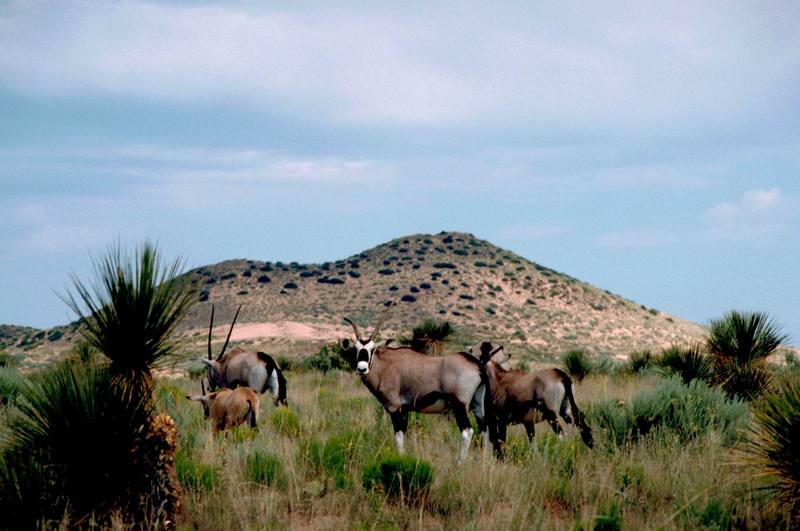 South African Oryx (Gemsbok).jpg