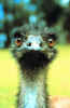 emu4 small[1].jpg
