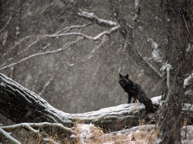 Black Phase Red Fox in Snowstorm.jpg