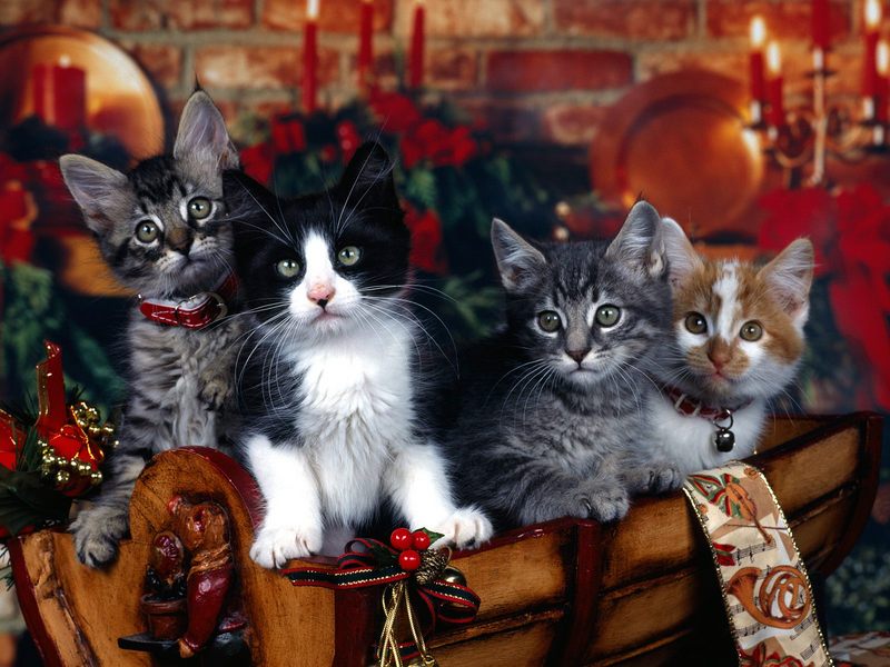Christmas Kittens.jpg