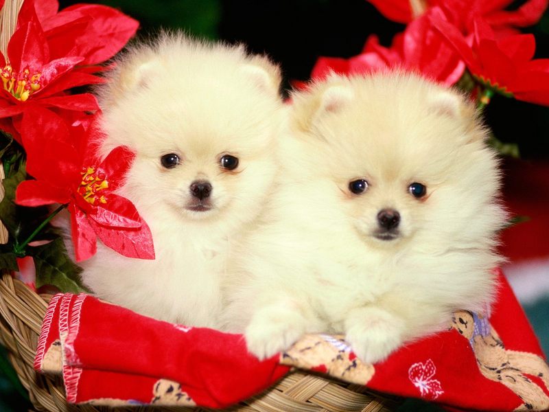 Christmas Pomeranians.jpg