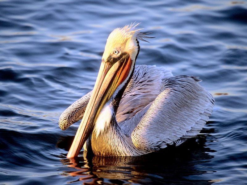 Easy Waters Pelican.jpg