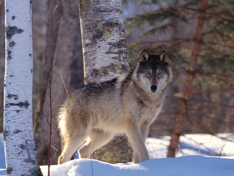 Full Profile Gray Wolf.jpg