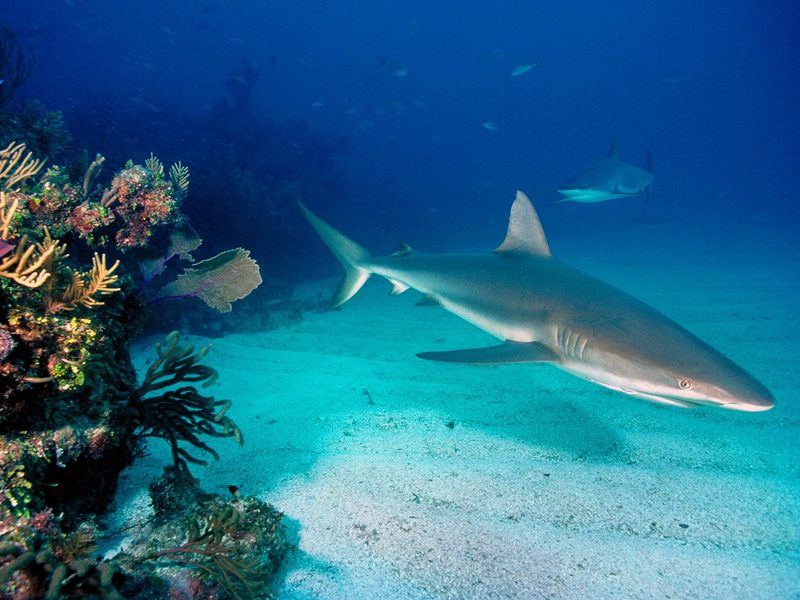 Gray Reef Sharks.jpg