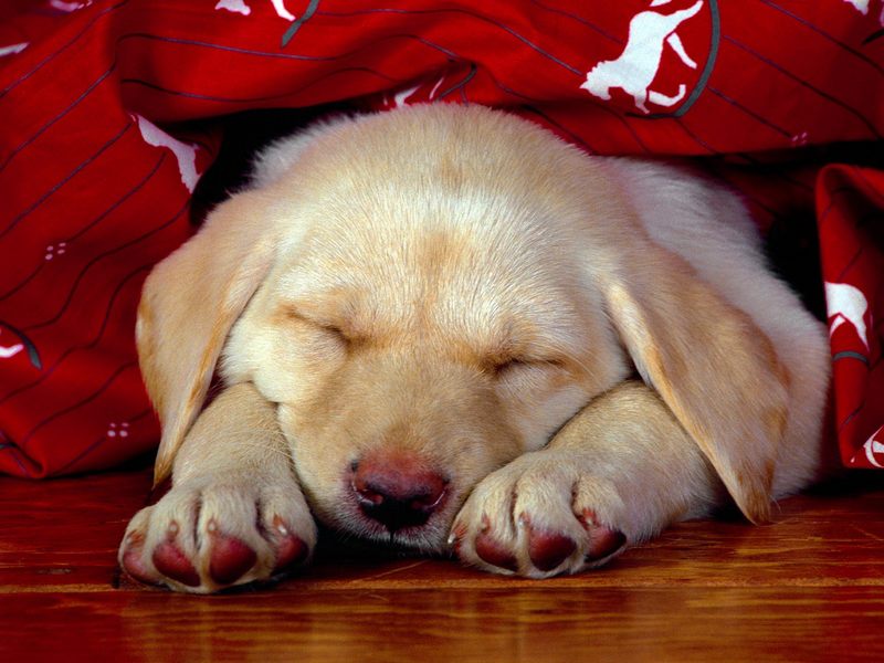 Puppy Dreams.jpg