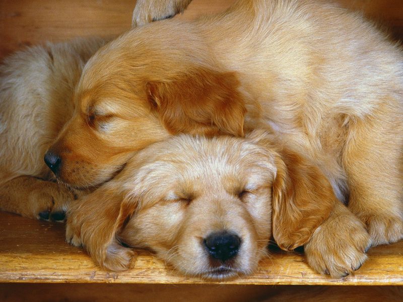Sleepy Pups.jpg