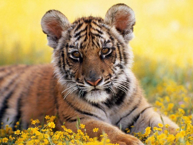 Tiger Cub.jpg