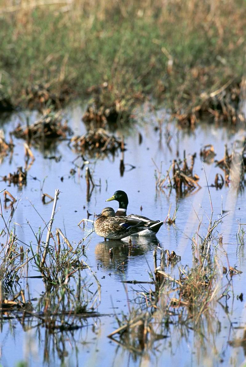 Mallard ducks in a Wetland.jpg