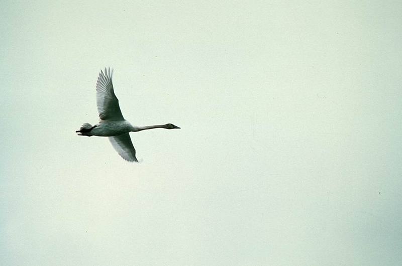 Trumpeter Swan over Martin Lake.jpg