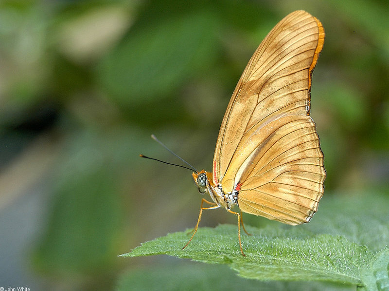Orange Julia Butterfly (Dryas julia).jpg