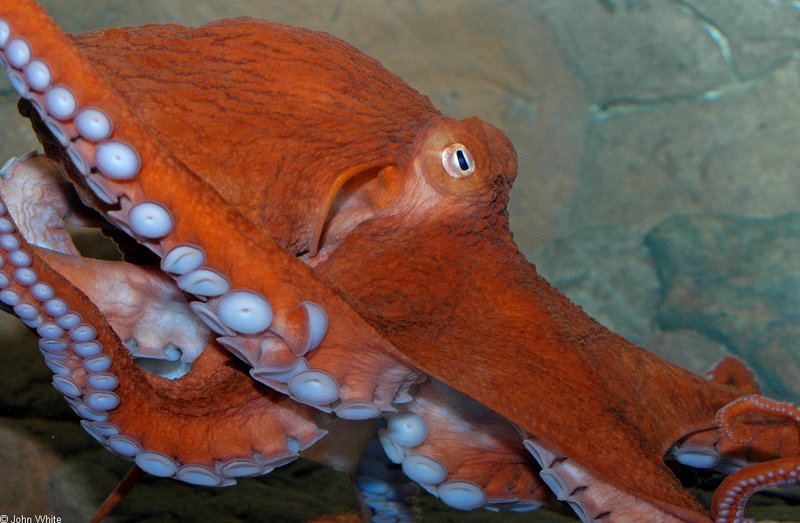 Giant Pacific Octopus (Octopus dofleini)5498.jpg