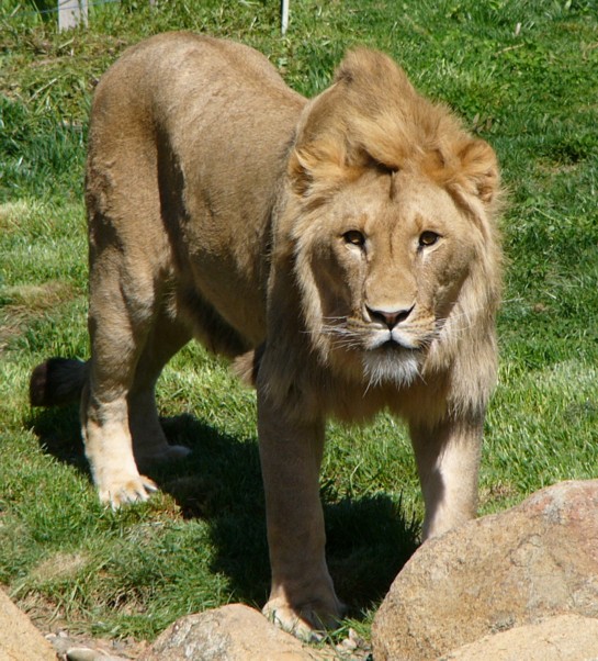 lion prince 1.jpg