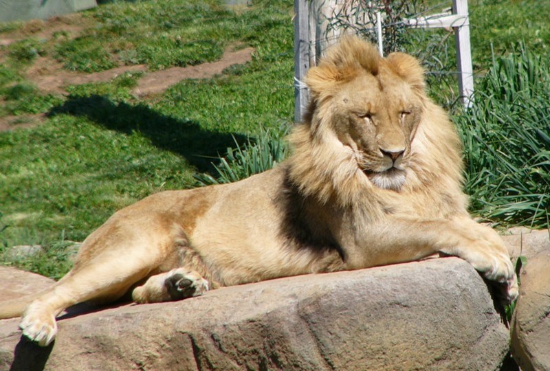 lion prince 3.jpg
