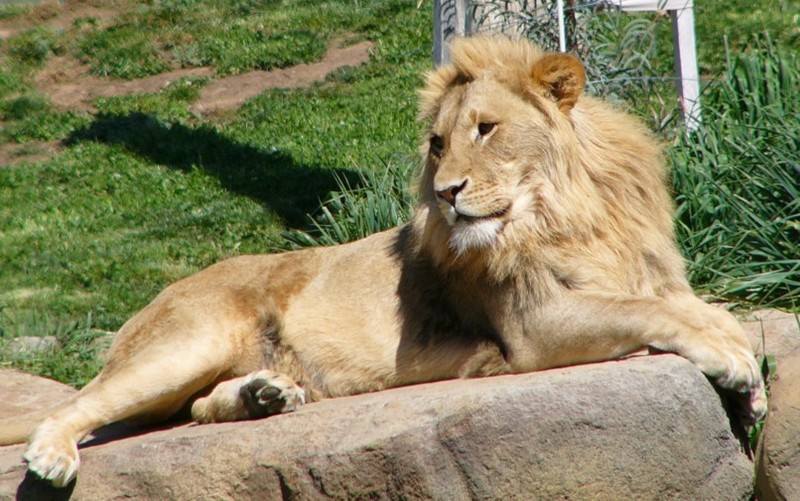 lion prince 4.jpg