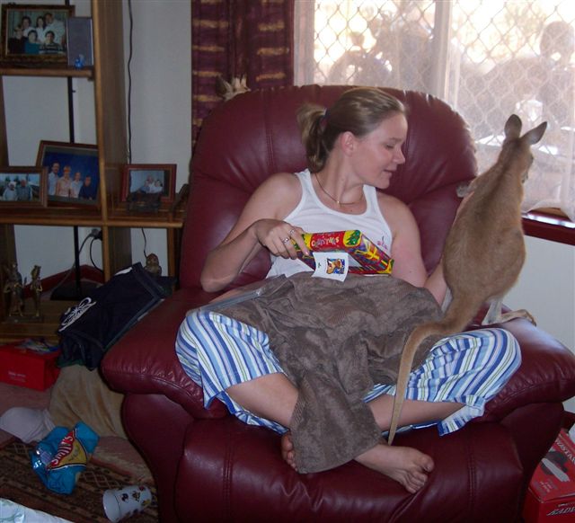 kangaroo Christmas 2.jpg