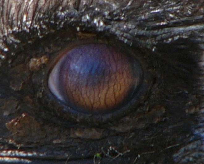 blinking emu 1.jpg