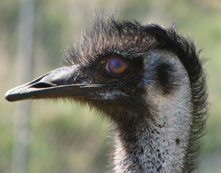 blinking emu 2.jpg