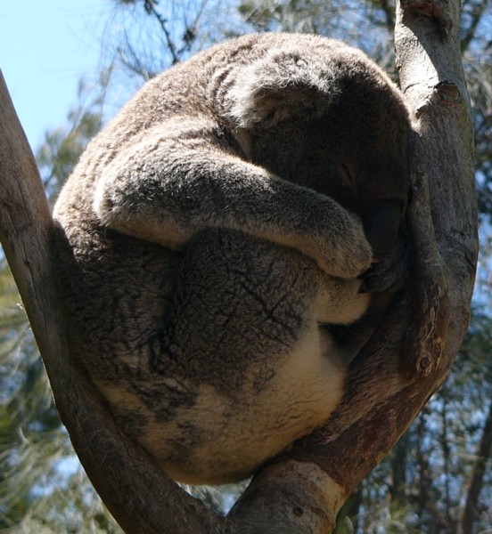 koala 3.jpg