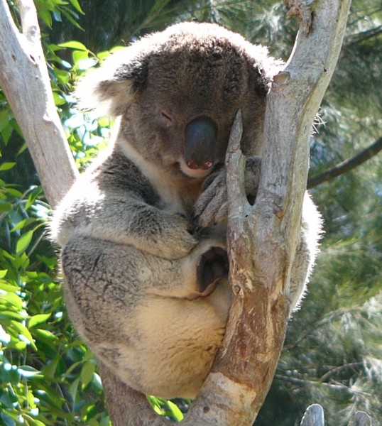 koala 4.jpg
