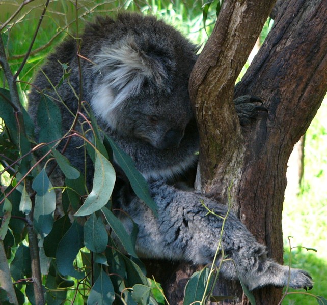 koala 1.jpg