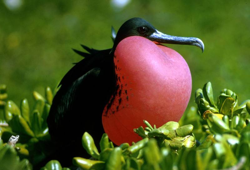 Magnificent Frigate Bird.jpg