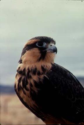 Falcon, northern aplomado (B06V).jpg