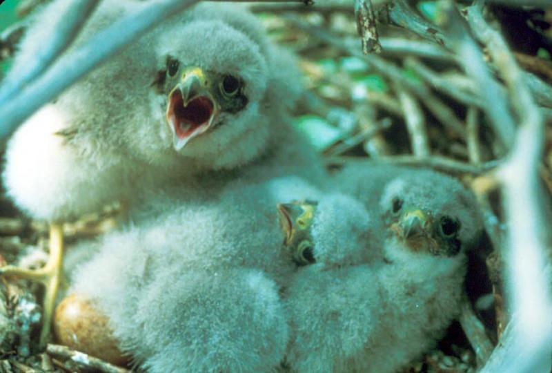 Merlin Chicks in Nest.jpg