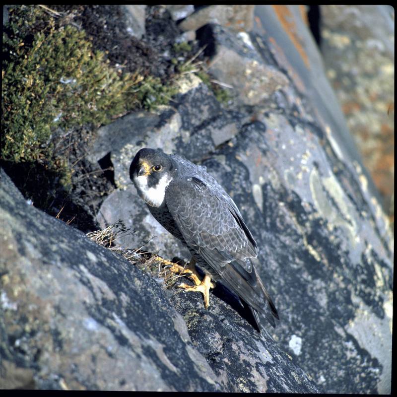 Arctic Peregrine Falcon.jpg