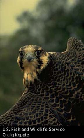 Falcon, American peregrine (B01H).jpg