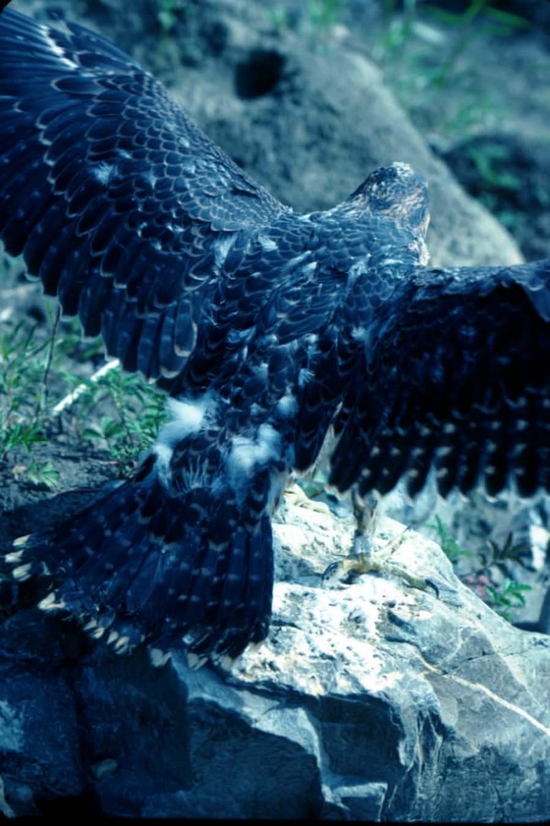 Peregrine Falcon.jpg
