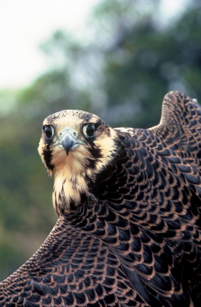 Peregrine Falcon.jpg