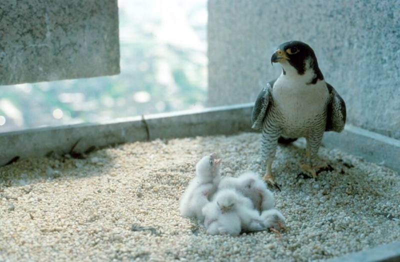 Peregrine Falcon Chicks, Female.jpg