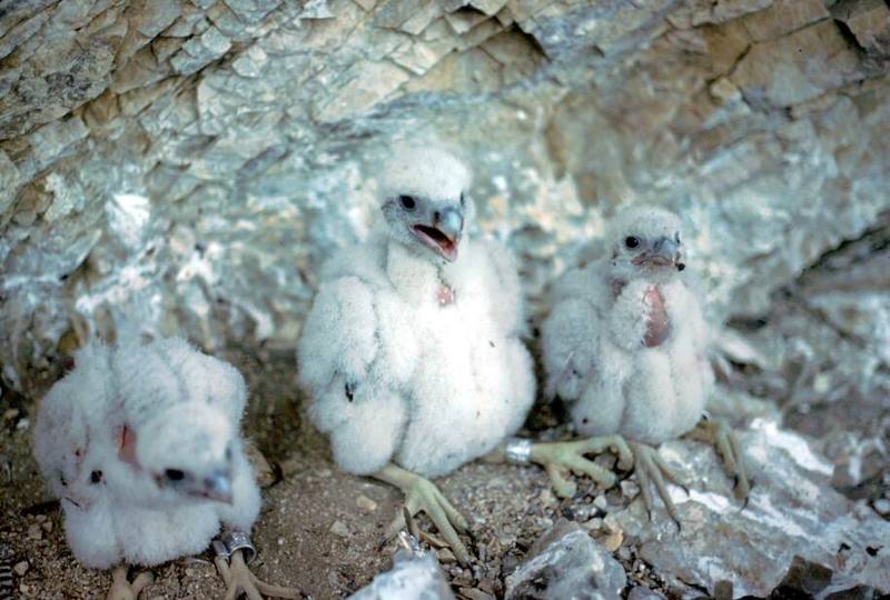 Peregrine falcon nest.jpg