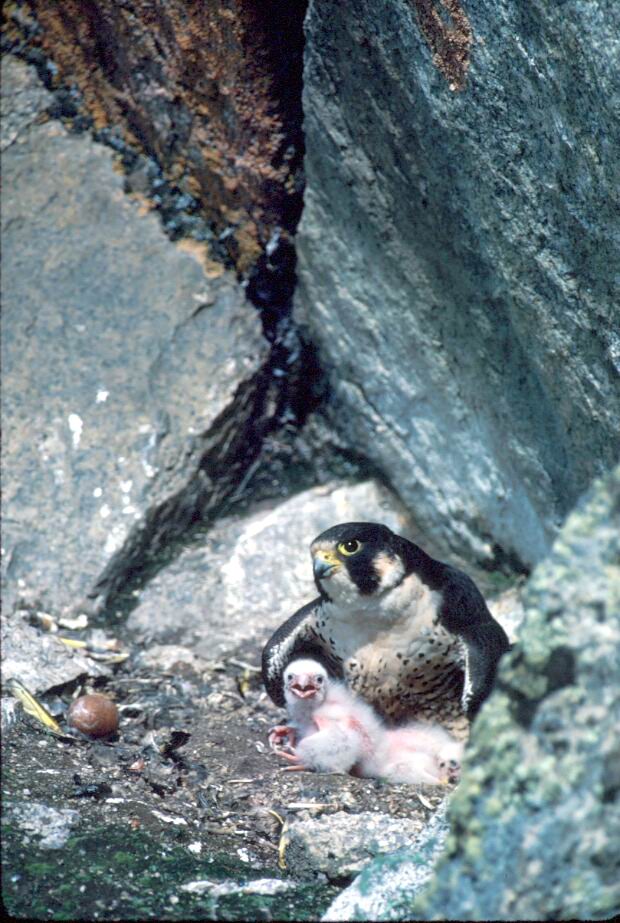 Peregrine Falcon with chicks.jpg