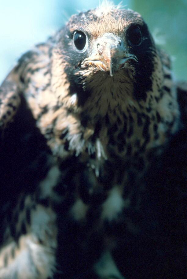 Peregrine Falcon, juvenile.jpg