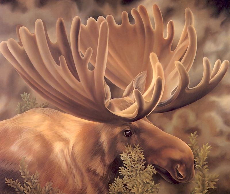 S4-VanishingSpecies022-Moose.jpg