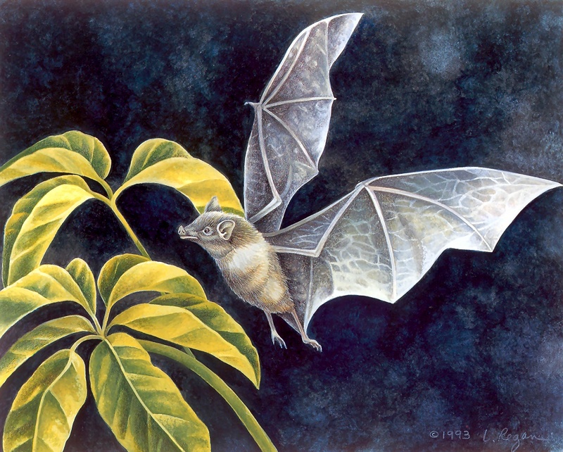 S4-VanishingSpecies033-CaveBat.jpg