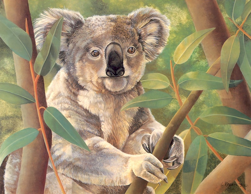 S4-VanishingSpecies048-Koala.jpg