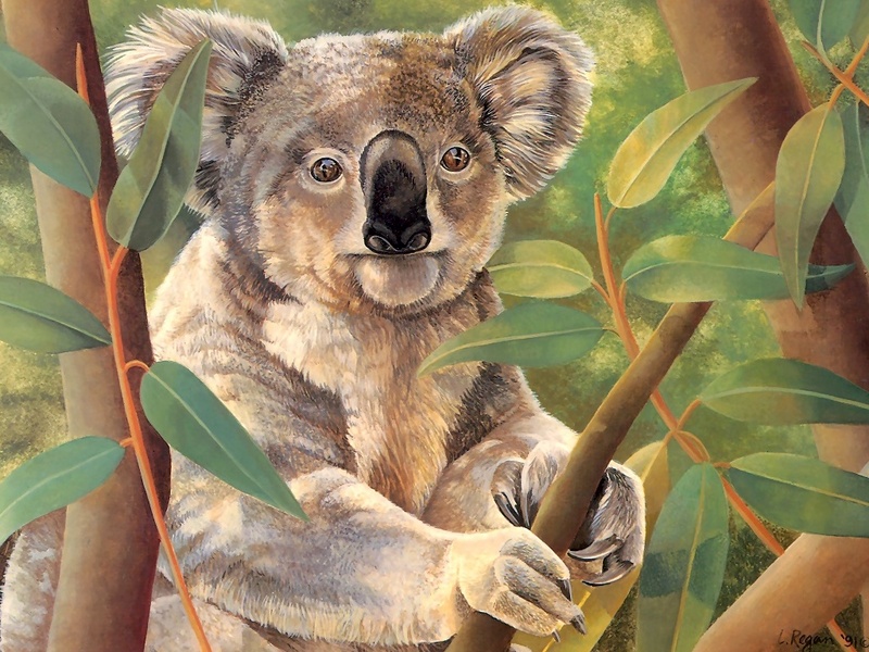 S4w-VanishingSpecies045-Koala.jpg