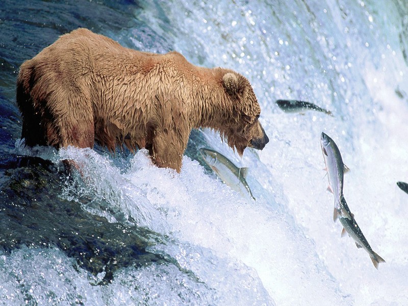 ST-ALSK001@Grizzly Bear Gone Fishin\'.jpg