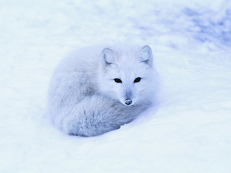 ST-ARCT001@Arctic Fox Lying on Snow.jpg