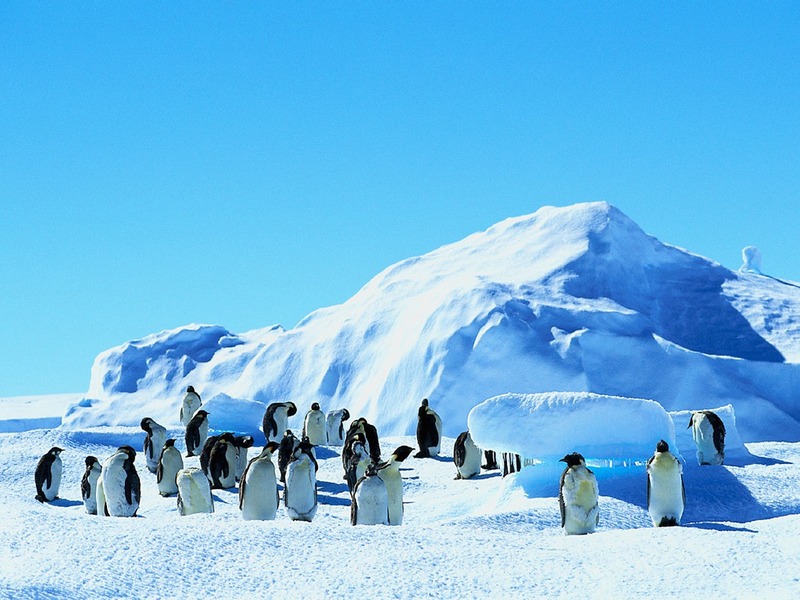 ST-ARCT001@Emperor Penguins on Ice Field.jpg