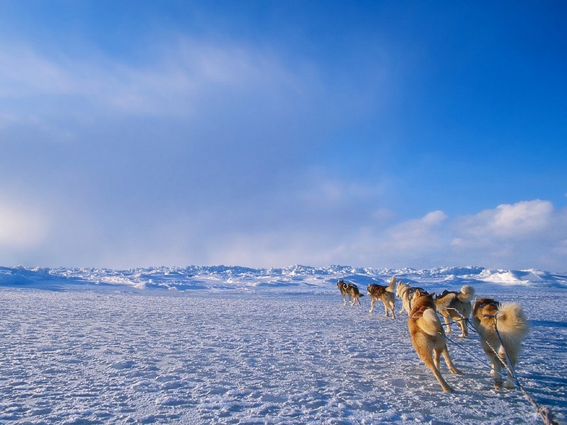 ST-ARCT001@Sled Dogs Running in Snowfield.jpg