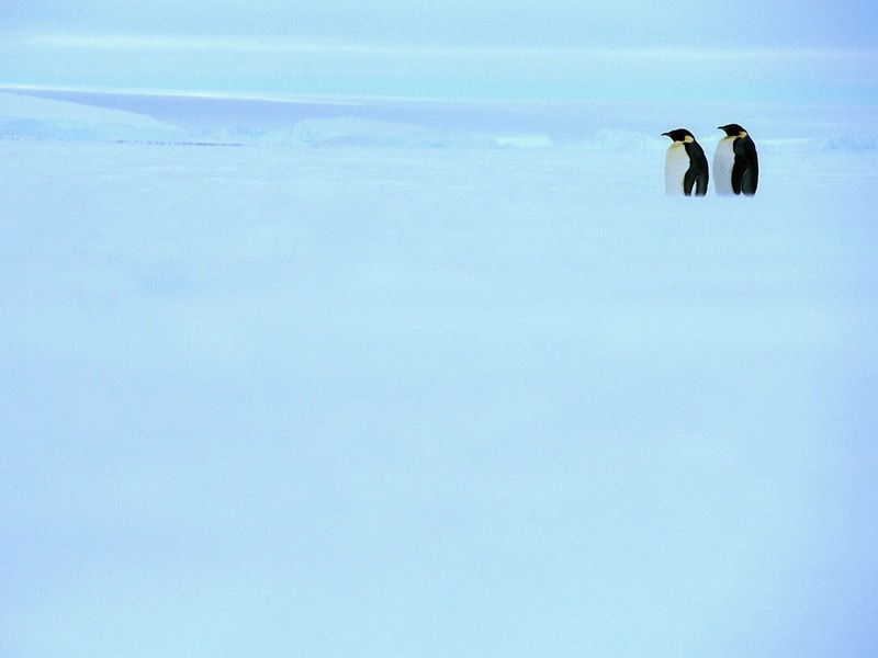 ST-ARCT001@Two Emperor Penguins on Ice.jpg