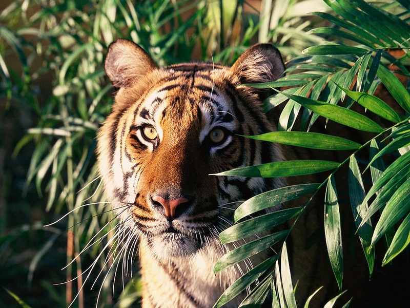 ST-CATS001@Bengal Tiger.jpg