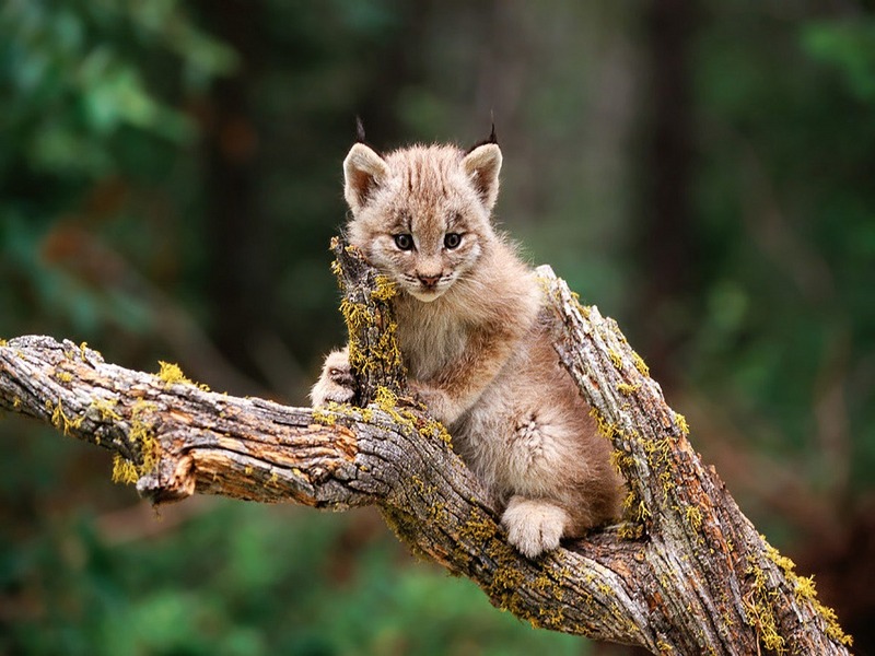 ST-CATS001@Canadian Lynx Kitten.jpg