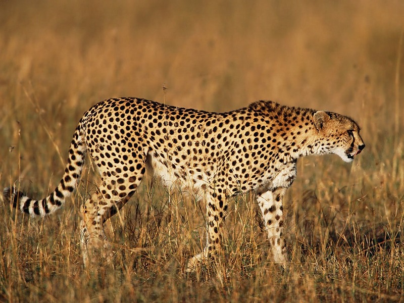ST-CATS001@Cheetah in Grass.jpg