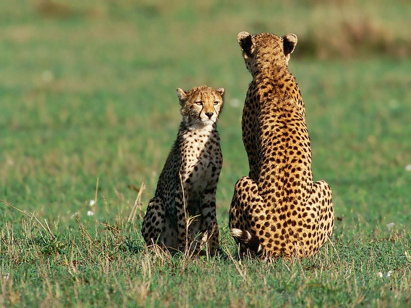 ST-CATS001@Cheetah Mother & Cub.jpg