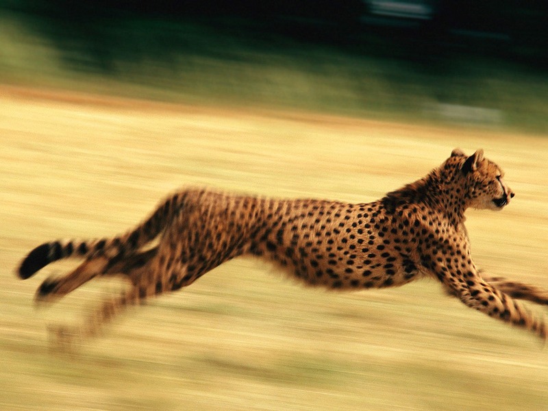 ST-CATS001@Cheetah Running.jpg